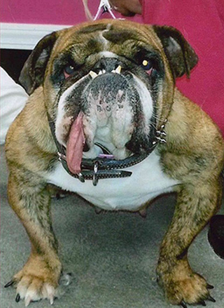 Illustration for article titled Saturday Night Social: Competition Is Fierce for This Year's 'World's Ugliest Dog' PageantÂ